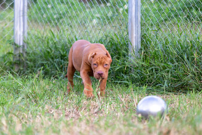 Dog running on grassy field