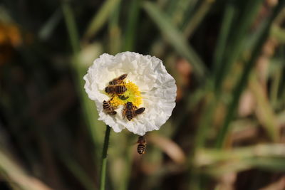 Close-up of white flowering plant