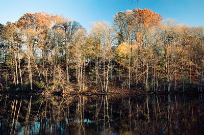 Trees in forest