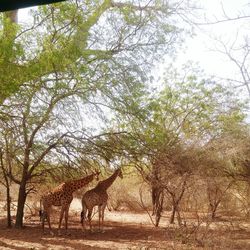 Trees growing on landscape