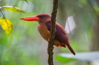 Close-up of bird perching on tree