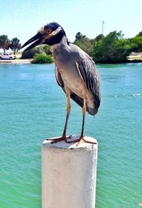 Close-up of gray heron perching on water