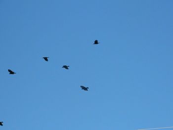 Low angle view of birds flying in sky