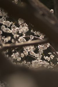 Close-up of flowers on tree