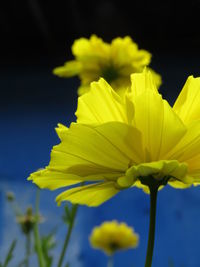 Close-up of yellow flowering plant against black background