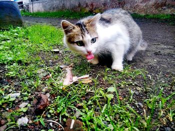 Portrait of cat on grass