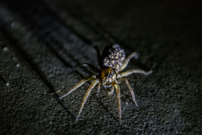 Close-up of spider