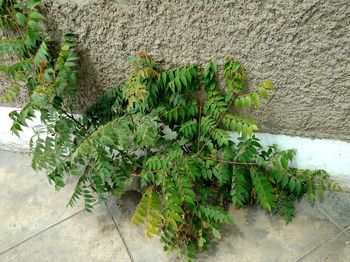 Close-up of plants