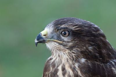 Portrait of pretty buzzard against green background