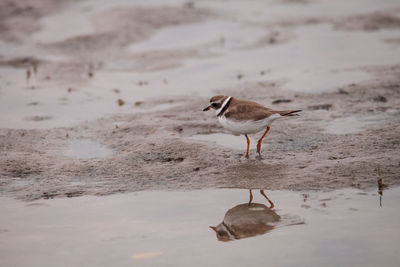 Wilsons snipe shorebird charadrius wilsonia forages for fiddler crabs along an estuary 