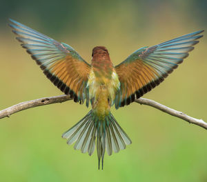 Close-up of bird on branch against blurred background