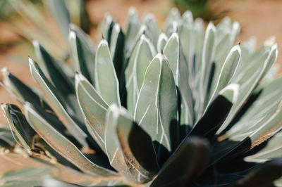 Close-up of succulent plant