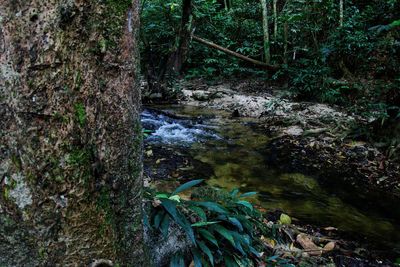 Trees in forest