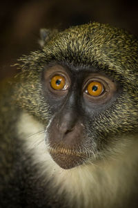 Close-up portrait of a blue monkey looking up.