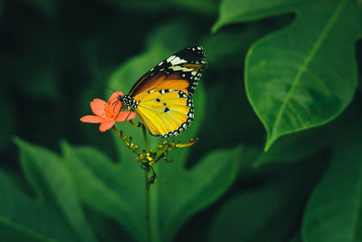 Close-up of butterfly pollinating on flower