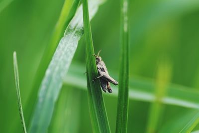 Close-up of insect on plant