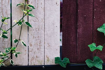 Close-up of ivy growing on wall