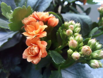 Close-up of orange flowering plant