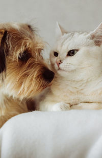 Close-up of cat lying on bed