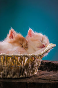 Close-up of cat sleeping in basket