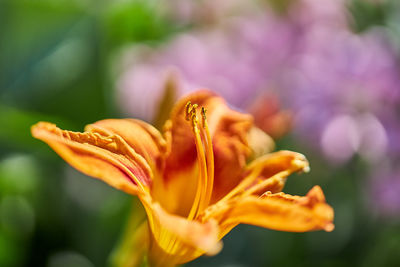 Close-up of orange flower