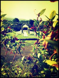 Plant growing on a tree