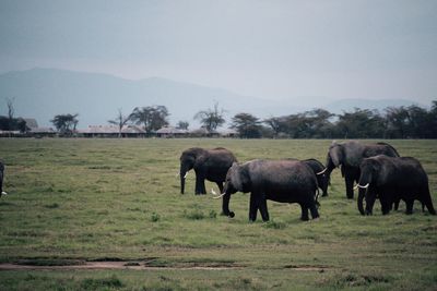 Horses in a field