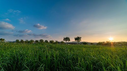 Crops growing on field against sky during sunset