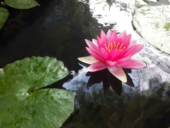 Lotus water lily in lake