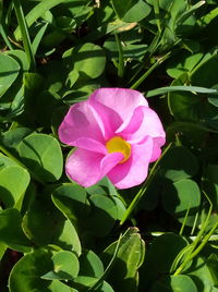 Close-up of pink flowering plant