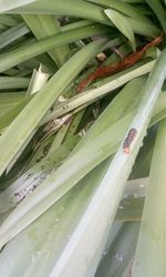 Close-up of cactus