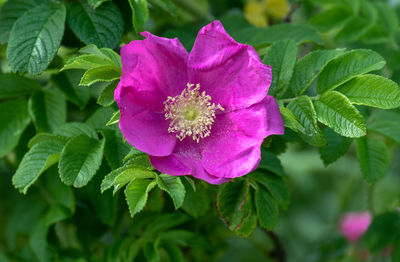 Close-up of pink rose flower