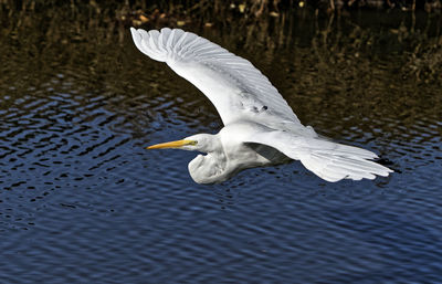 Seagull flying over lake