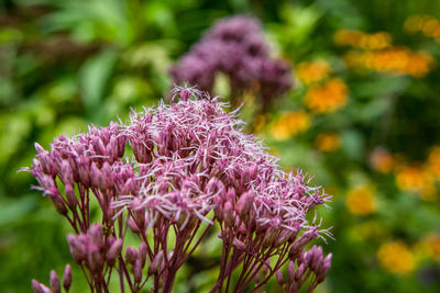 Close-up of pink flowering plant