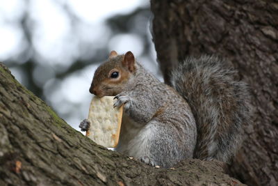 Squirrel on tree trunk