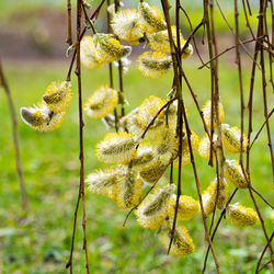 Close-up of flowering plants against blurred background