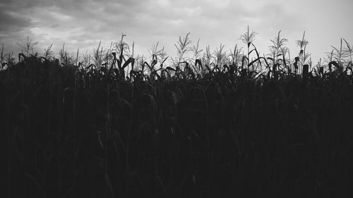 Crops growing on field against sky