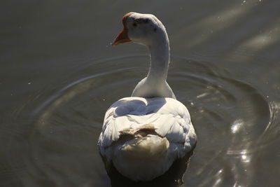 Swan swimming in lake