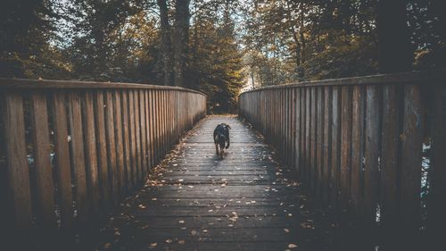 Dog walking on footbridge amidst trees