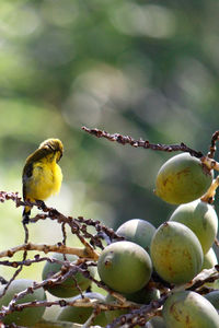 Close-up of bird perching on tree