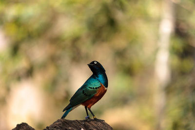 Close-up of bird perching outdoors