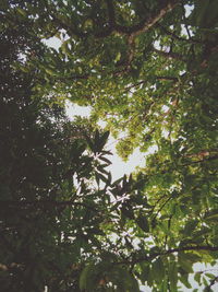 Low angle view of flowering tree