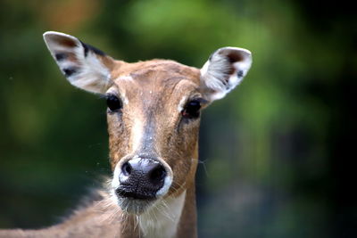 Portrait of horse outdoors