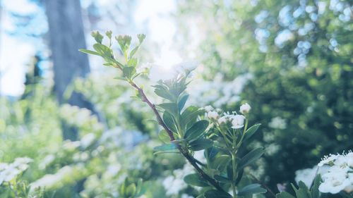 Close-up of flower tree