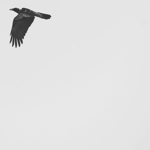 Low angle view of bird flying against clear sky