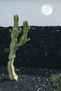 Green cactus growing in yard near building on sunny day on lanzarote island