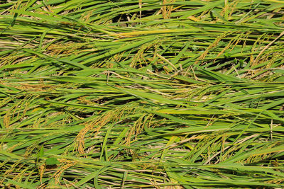 Full frame shot of bamboo on field