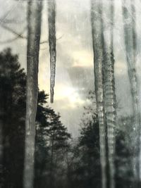 Close-up of trees against sky during sunset