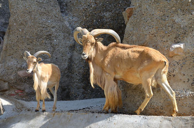 African goat standing in the ground