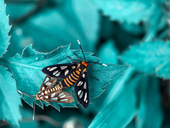 Close-up of butterfly pollinating flower